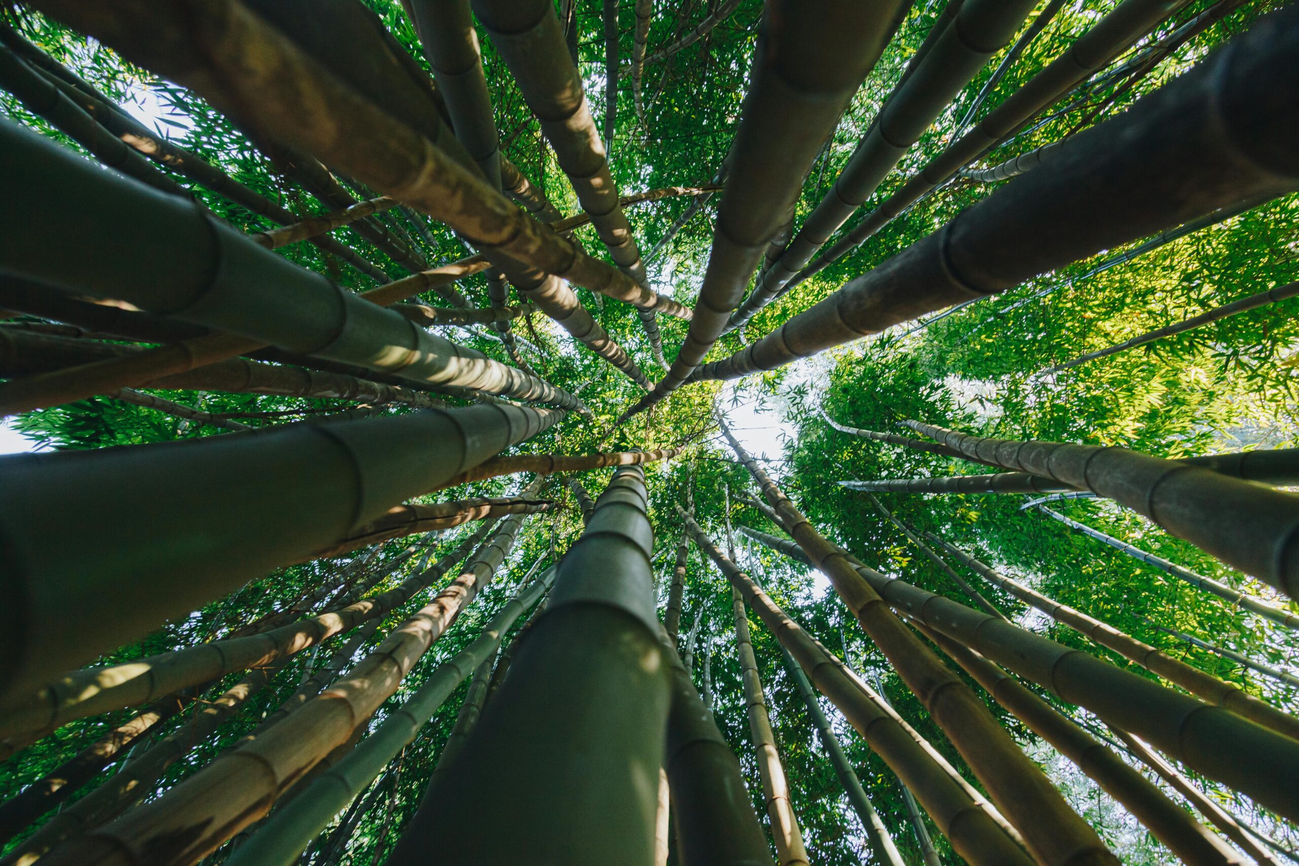 Low angle view of towering bamboo trees in Porto, Portugal.