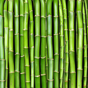 Green Nile Bamboo - Product Poles